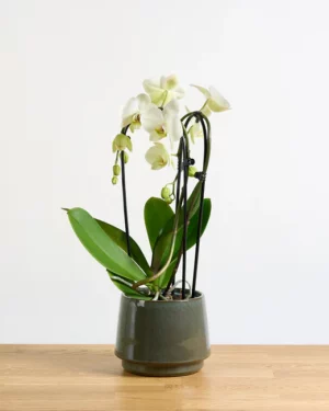 Phalaenopsis Lausanne