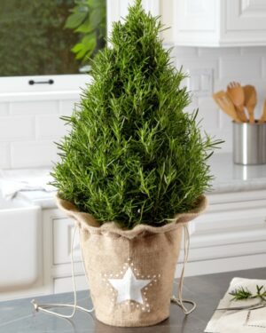 Sapin de Noël en pot