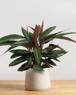 Stromanthe Stripestar