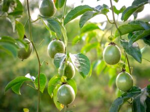 passiflore fruit de la passion