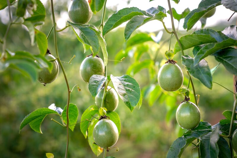 passiflore fruit de la passion