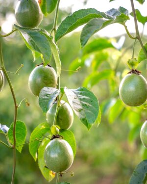 passiflore fruit de la passion