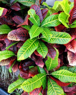 Croton Magnificent