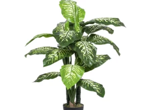 dieffenbachia