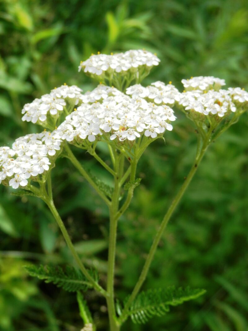 Achillée millefeuille