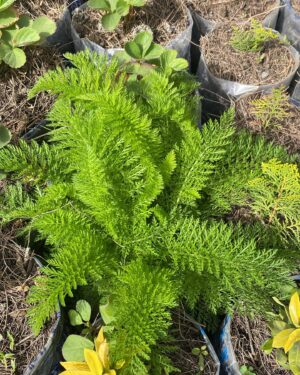 Achillée Millefeuille