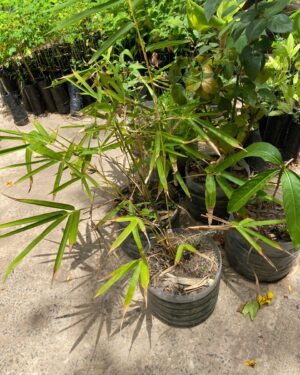 Bambou ventre de Bouddha