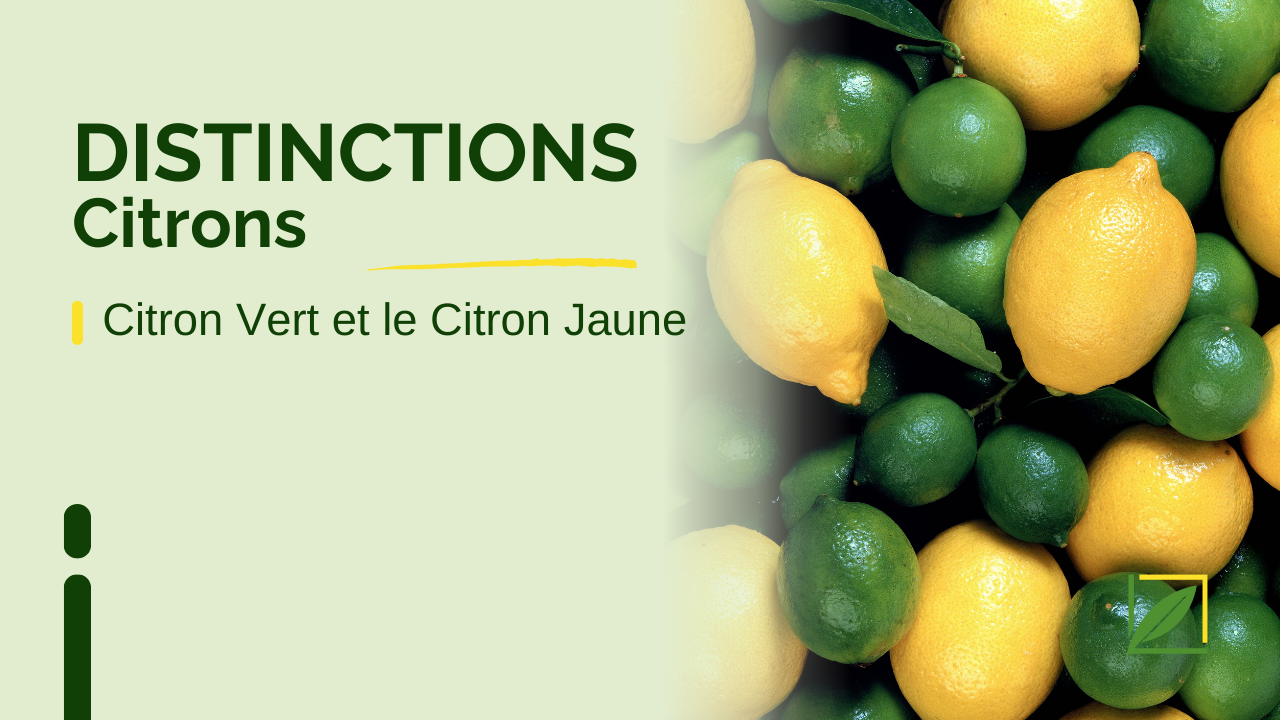 Les différences entre le Citron Vert et le Citron Jaune