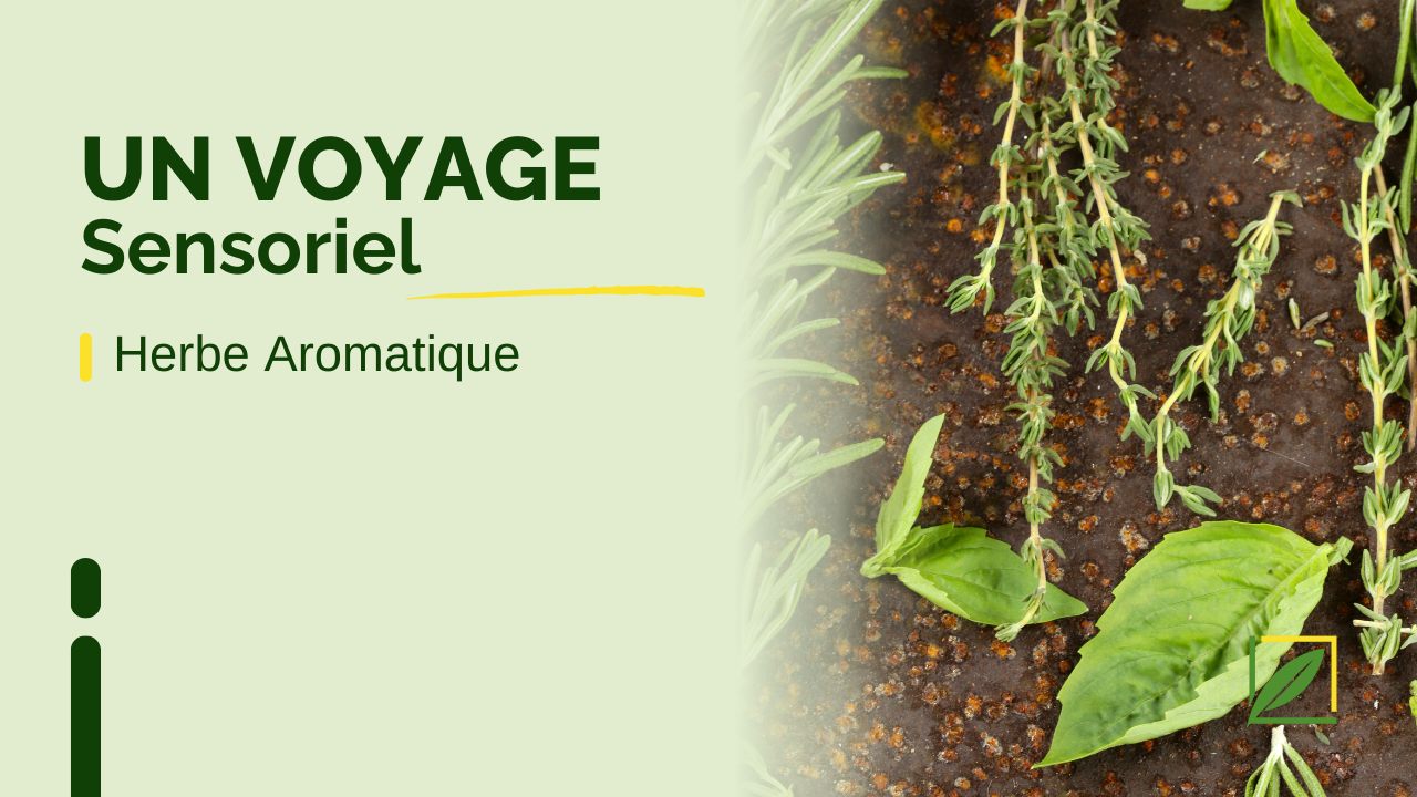 🌿 Introduction aux Herbes Aromatiques : Un Voyage Sensoriel