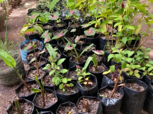 Caladium