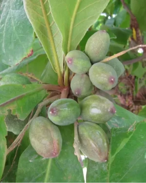 Guerté Toubab (Badamier)