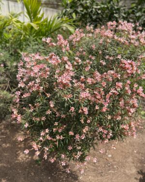Laurier-Rose (Nerium oleander)