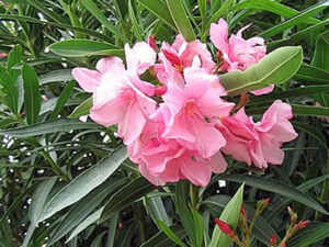 Laurier-rose (nerium oleander)