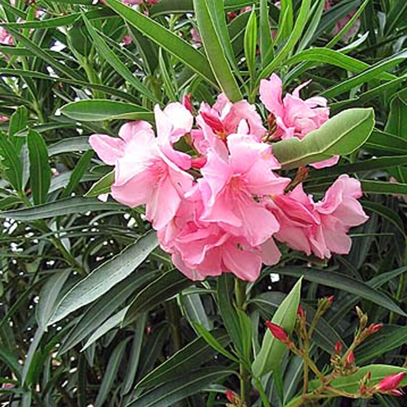 Laurier-rose (nerium oleander)