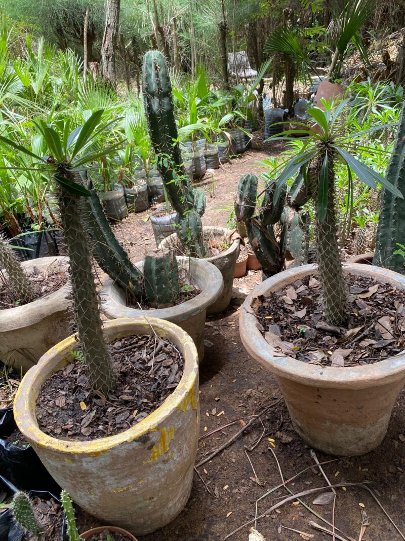 Pachypodium