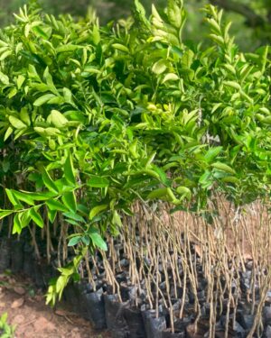 citronnier greffe lime tahiti