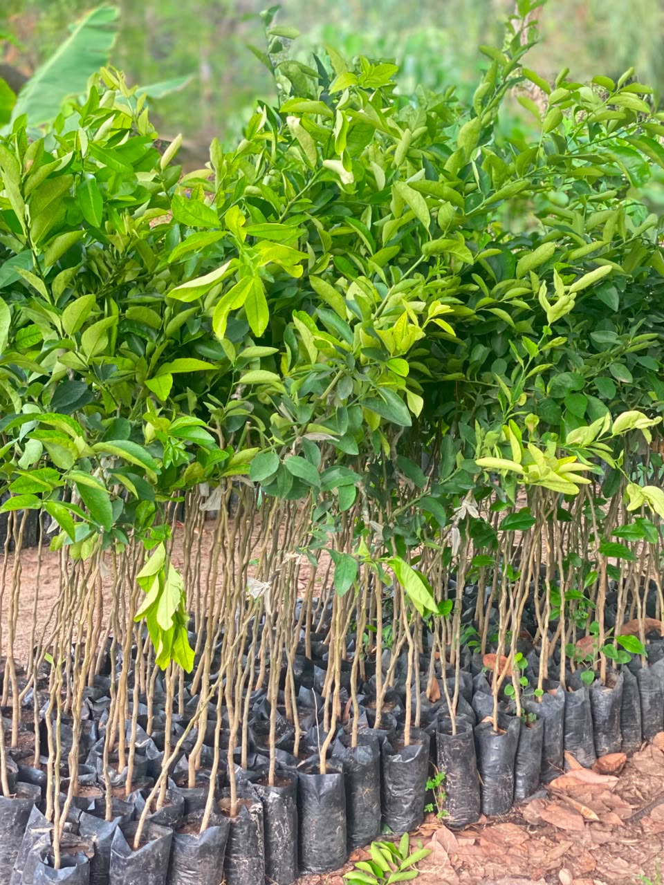 citronnier lime tahiti
