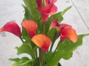 Zantedeschia