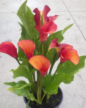 Zantedeschia
