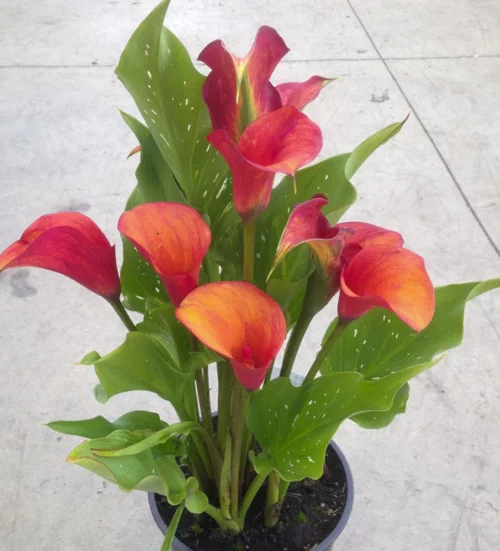 Zantedeschia - Peach Pearl - 1 bulb