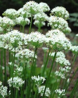 ail-chinois-ciboule-de-chine