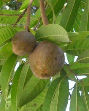 Achillée millefeuille