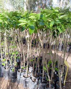 citronnier greffe lime tahiti