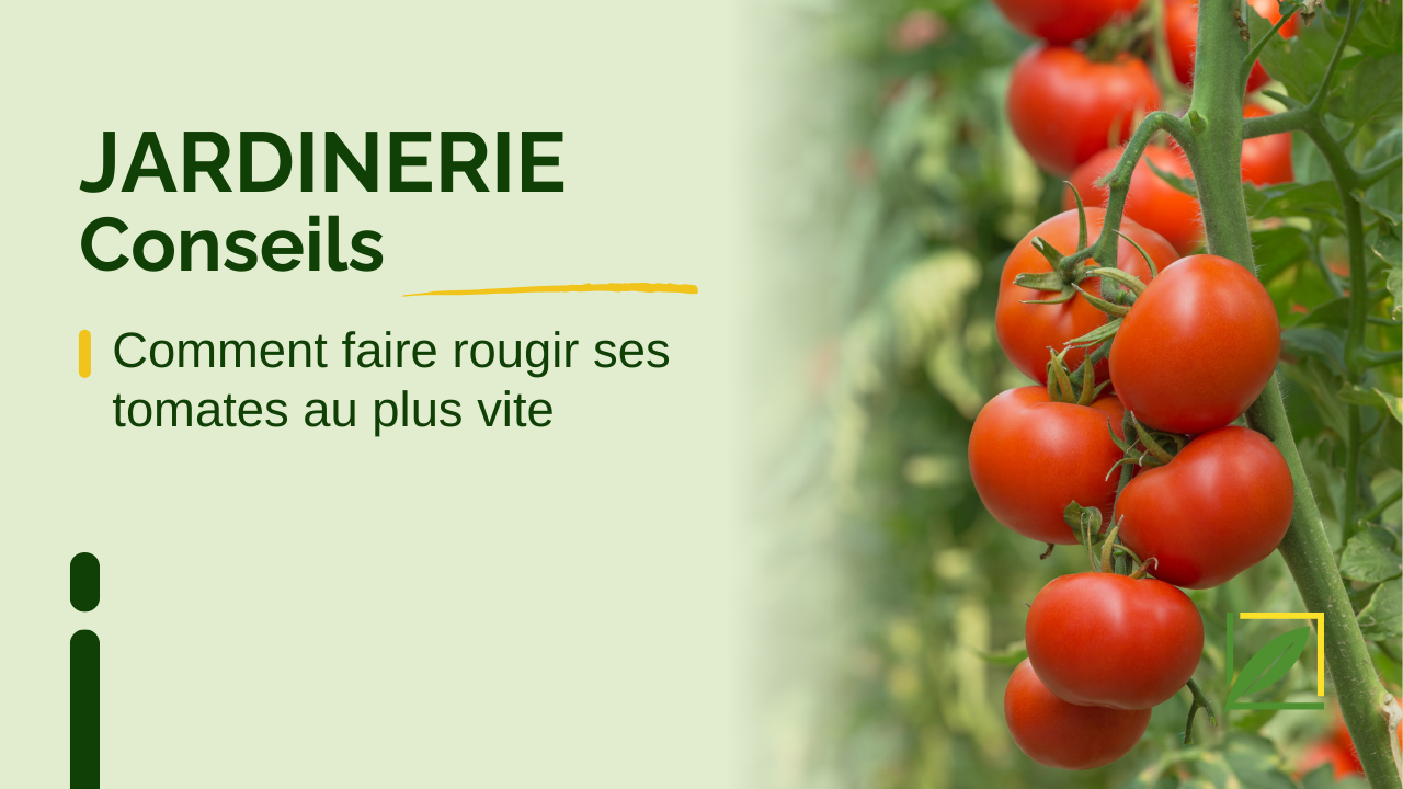 Comment faire rougir ses tomates au plus vite