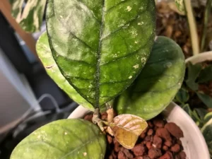 Hoya deykeae : Une plante rare et exotique pour embellir votre espace