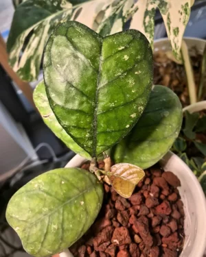 Hoya deykeae : Une plante rare et exotique pour embellir votre espace