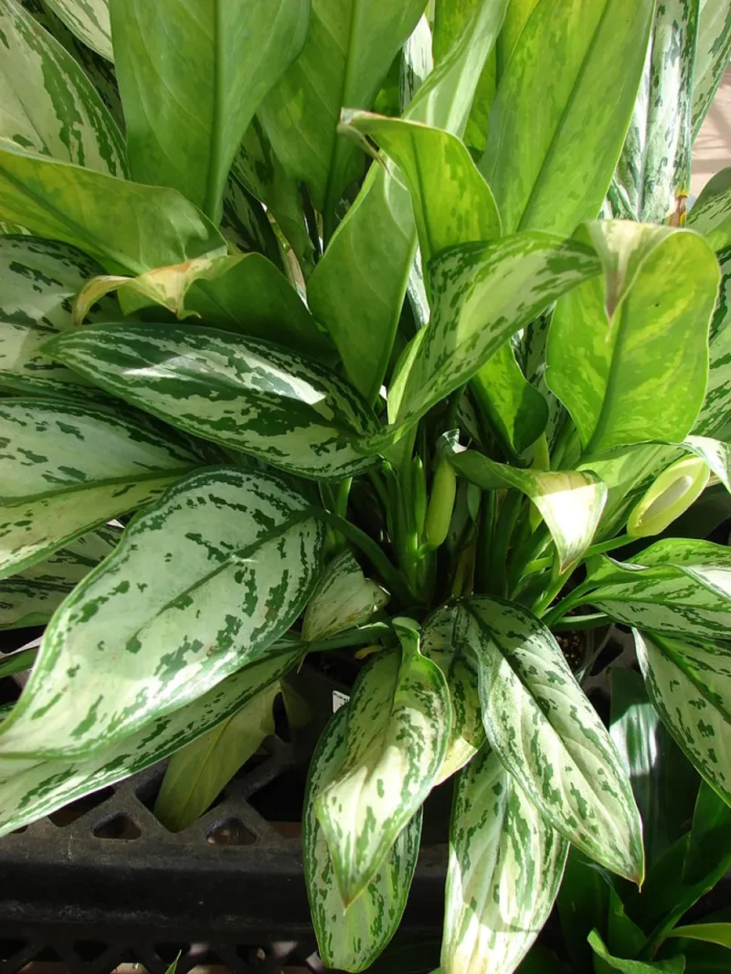 Aglaonema commutatum