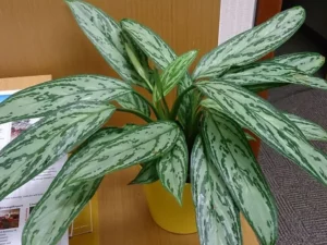 Aglaonema commutatum