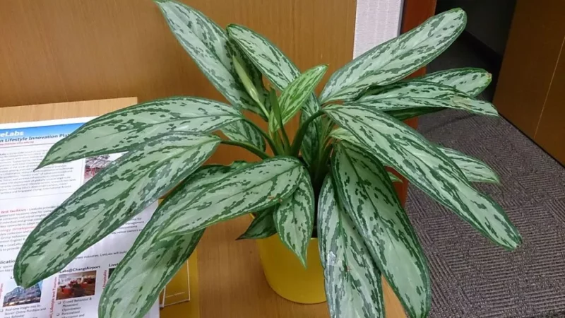 Aglaonema commutatum