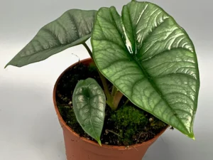 Alocasia platinum