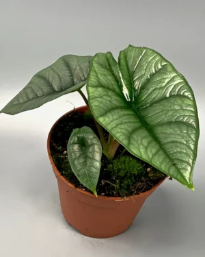 Alocasia platinum