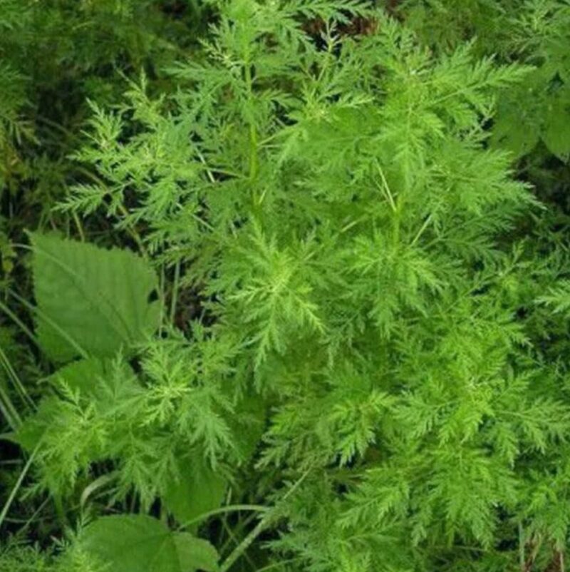 Artemisia annua