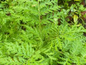 Artemisia annua