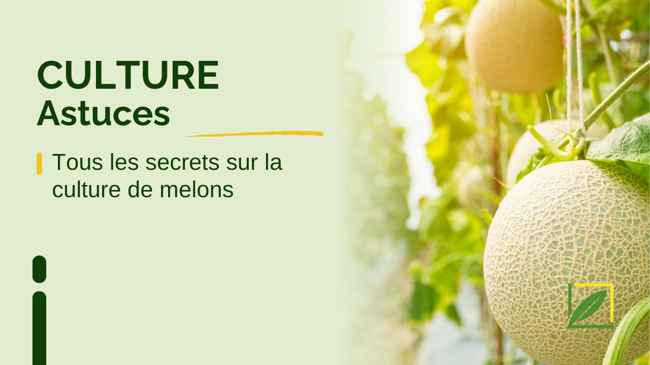 Tous les secrets sur la culture de melons