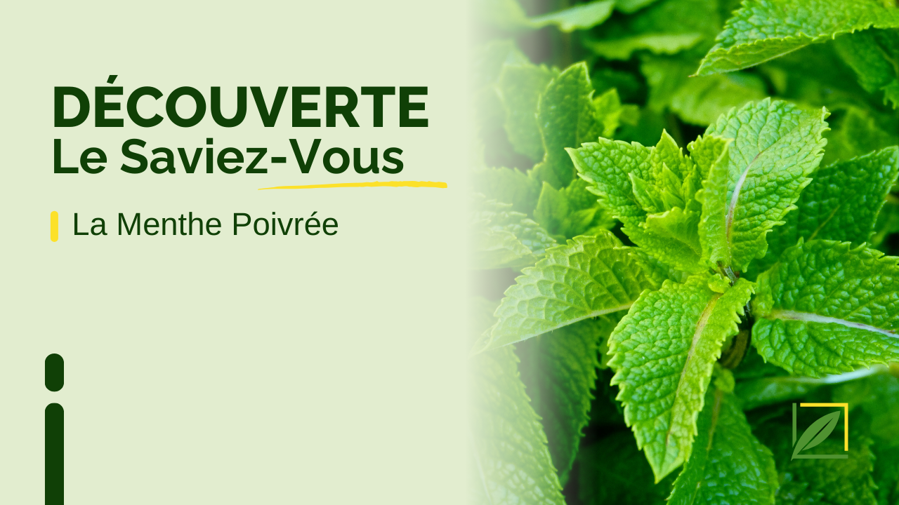 Découverte sur la Menthe Poivrée