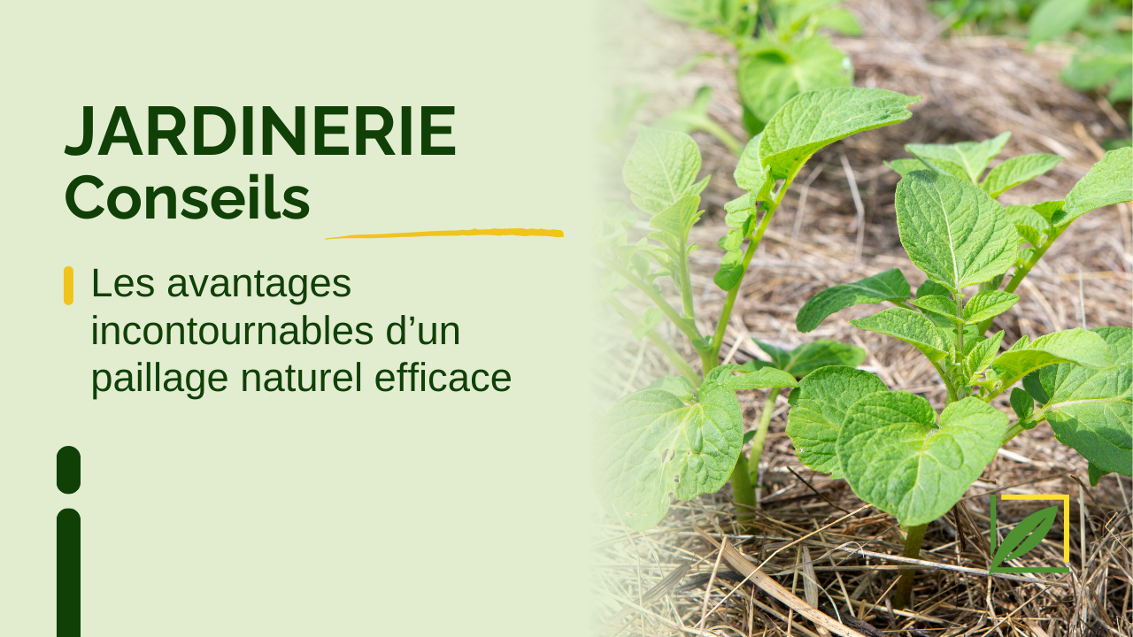 Les avantages incontournables d’un paillage naturel efficace