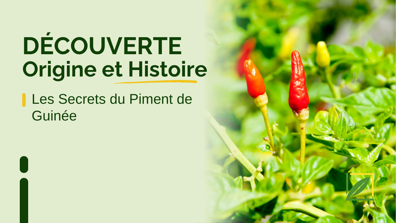 Un Trésor Épicé aux Multiples Bienfaits 🌶️✨