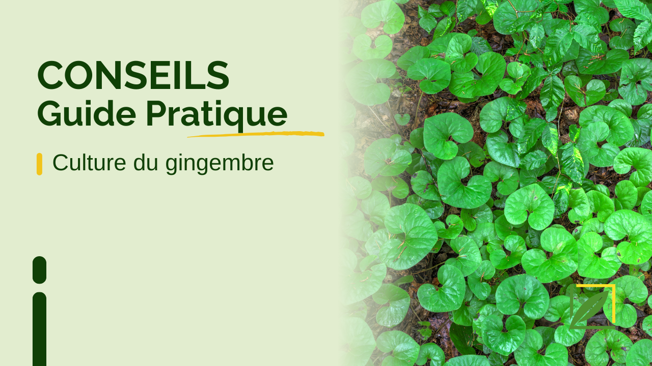 Astuces pratiques sur la culture du gingembre