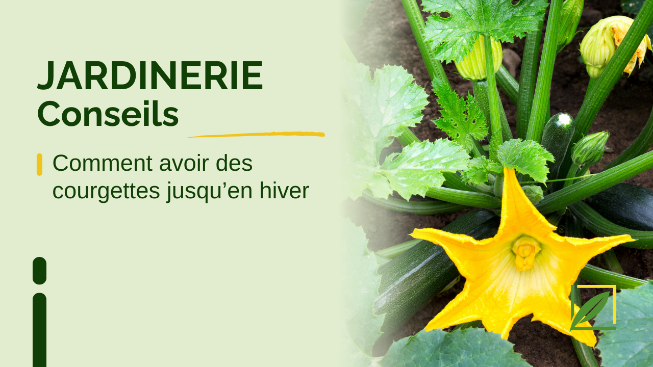 Comment avoir des courgettes jusqu’en hiver