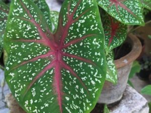 Caladium bicolor