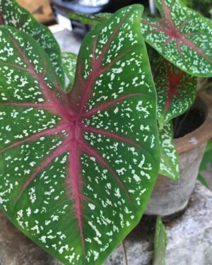 Caladium bicolor
