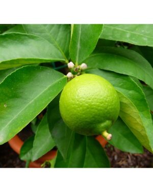 Citronnier Ordinaire