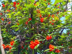 Cordia Sebestena