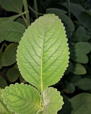 Doliprane (Plectranthus barbatus)