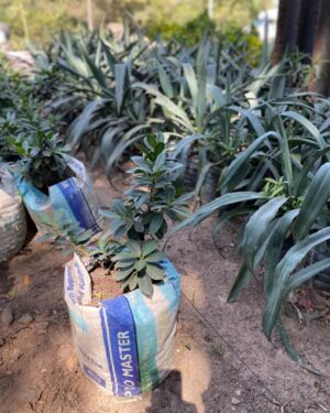 Arbre à caoutchouc (Ficus elastica)