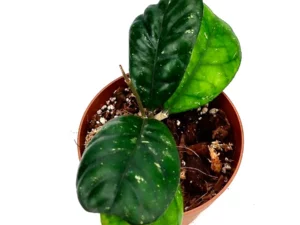 Hoya deykeae